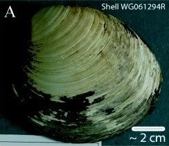 Ming (clam) httpsuploadwikimediaorgwikipediacommons44