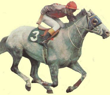 Ming Dynasty (horse) httpswwwraceratecomMingDynasty2GIF