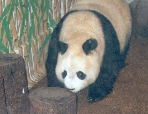 Ming Ming (giant panda) wwwgiantpandaglobalcomwpcontentuploads20110