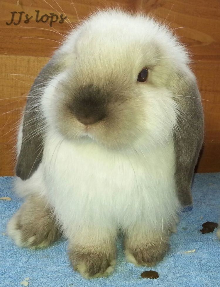 Mini Lop 1000 images about Mini Lops on Pinterest Guinea pigs A bunny and
