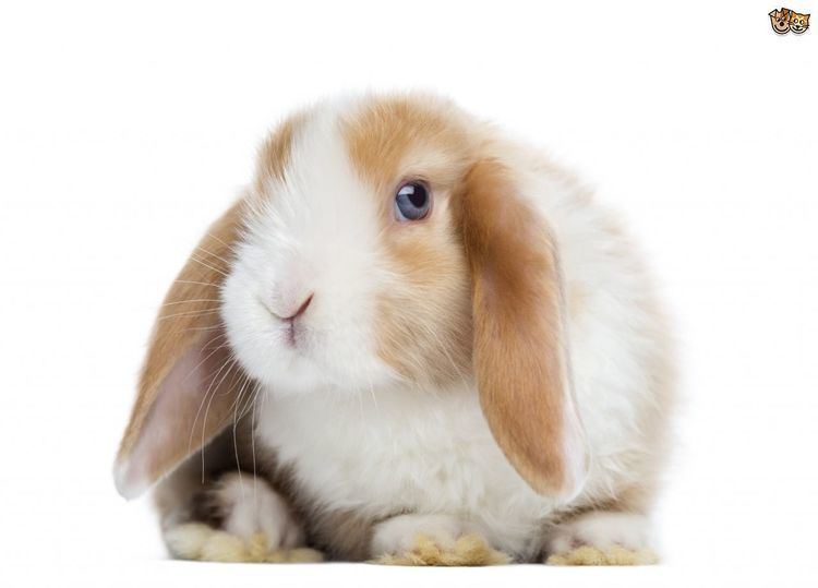 Mini Lop Owning a MiniLop Rabbit Pets4Homes