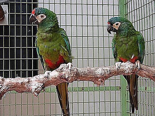 Mini-macaw Mini Macaws as Pets