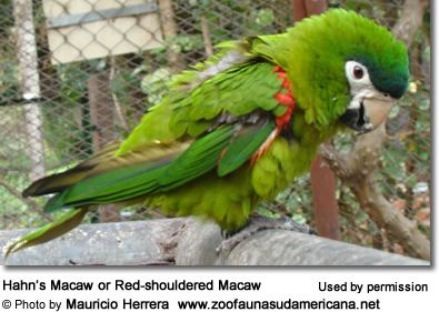 Mini-macaw Mini Macaws Species Listing Overview Pet Potential and Range Maps