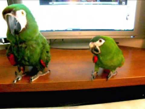 Mini-macaw IMaBirdcom Two Mini Macaws enjoying 39Dust in the Wind39 YouTube