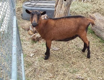 Mini Oberhasli Animal Instincts breeders of heritage and miniature livestock