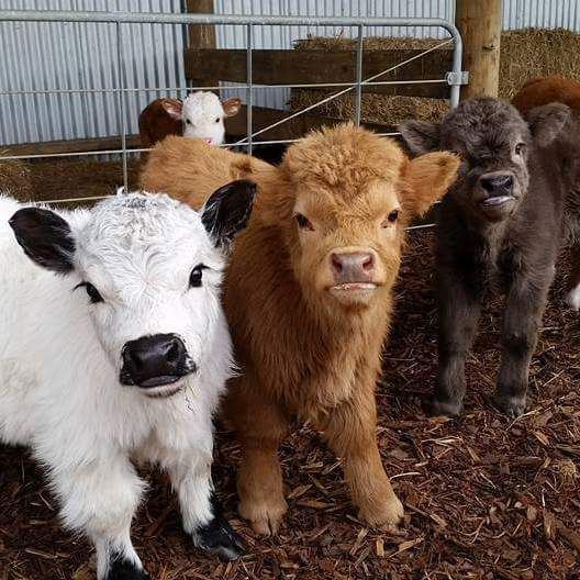 Miniature cattle 1000 ideas about Mini Cows on Pinterest Miniature cows Baby cows