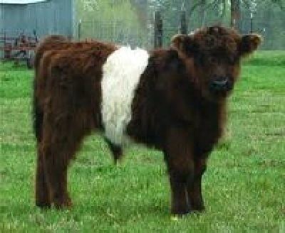 Miniature cattle Guide to Miniature Cattle Breeds for Your Small Modern Homesteading Farm