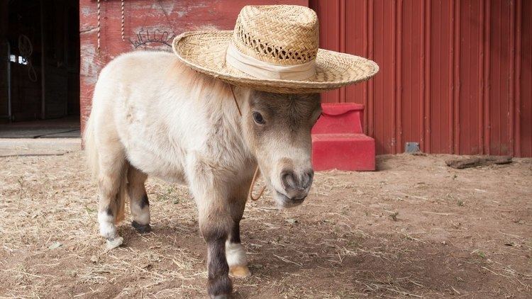 Miniature horse Miniature Horse Is Becoming An Internet Star YouTube