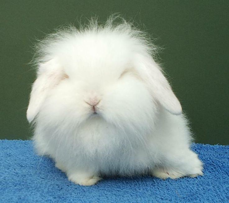 Miniature Lion Lop 1000 images about Mini Lop Bunnies on Pinterest Minis Vienna and