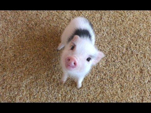 Miniature pig Mini Pig A Cute Micro Pig Videos Compilation 2016 NEW HD YouTube