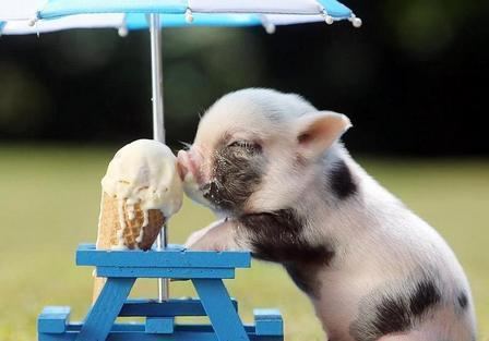 Miniature pig Teacup Pig Mini Pig Micro Pig Teacup pigs Teacup pigs for sale