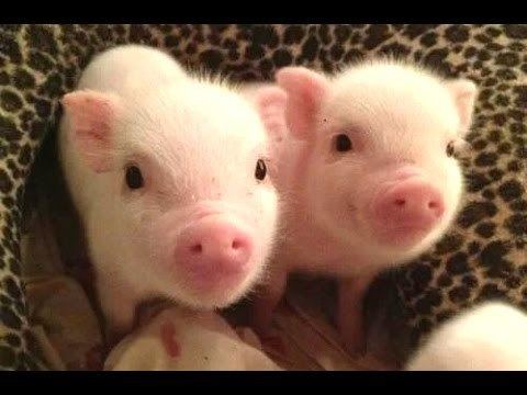 Miniature pig Cute Micro Pig A Cute Mini Pig Videos Compilation 2015 YouTube