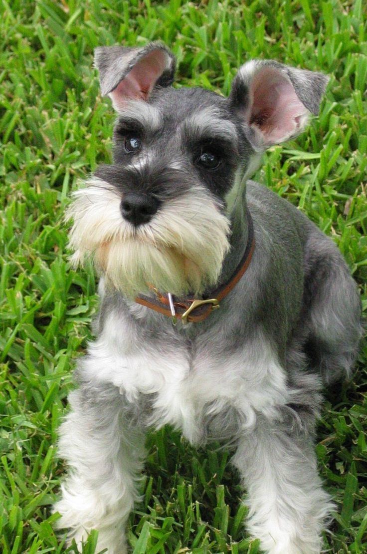 Miniature Schnauzer 1000 images about MINIATURE SCHNAUZER on Pinterest Schnauzer dogs