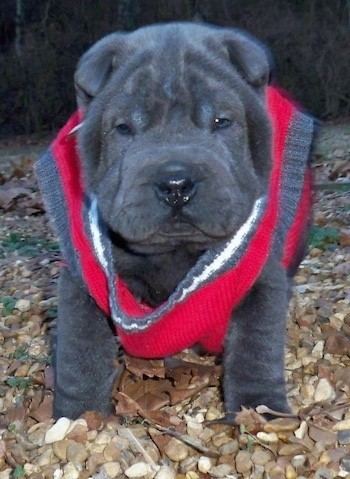 Miniature Shar Pei Miniature SharPei Dog Breed Information and Pictures