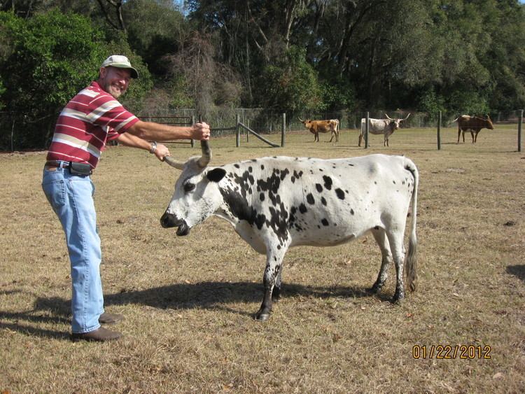 Miniature Texas Longhorn Miniature Texas Longhorn Cows at Bogle Farms Sorrento FL