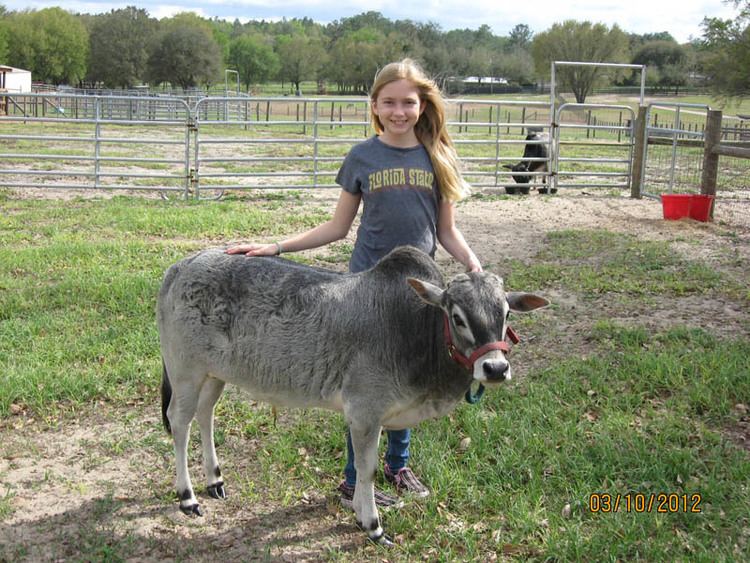 Miniature Zebu Miniature Cows Exist and Here Is the Adorable Proof