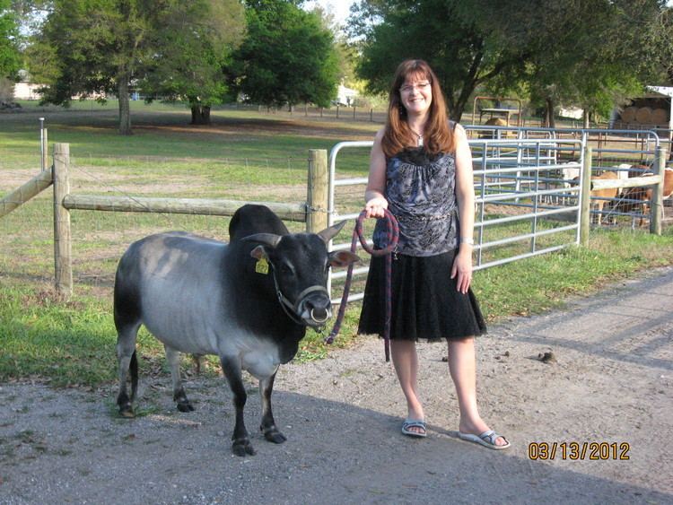 Miniature Zebu Bogle Farms Miniature Zebu amp Miniature Longhorn home page