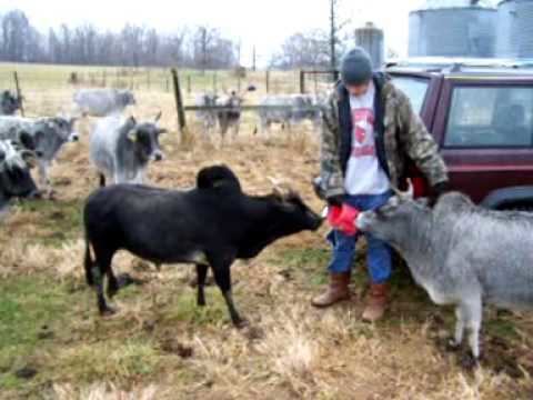 Miniature Zebu Minature zebu cow and miniature zebu bull YouTube