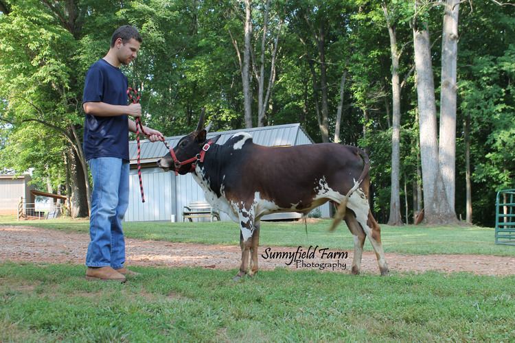 Miniature Zebu Sunnyfield Farm Zebu