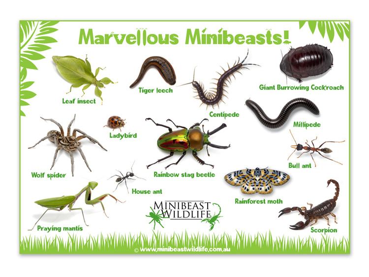 Minibeast Minibeast Posters Minibeast Wildlife