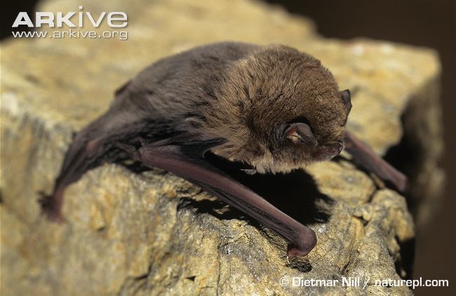 Miniopterus Schreibers39 longfingered bat photo Miniopterus schreibersii