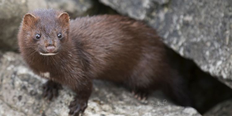 Mink Minks Escape Ontario Fur Farm After BreakIns