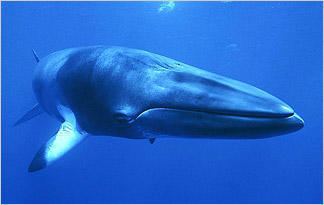 Minke whale Whale Wars Minke Whale Whale Wars Animal Planet