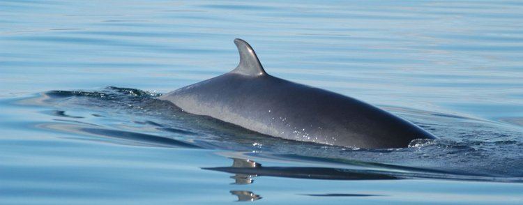 Minke whale Minke Whale Species Guide Whale and Dolphin Conservation