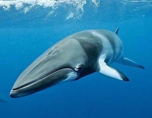 Minke whale 1000 ideas about Minke Whale on Pinterest Whales Blue whale and