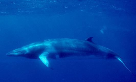 Minke whale httpsuploadwikimediaorgwikipediacommonsdd