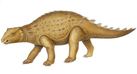 Minmi (dinosaur) httpsaustralianmuseumnetauUploadsImages723