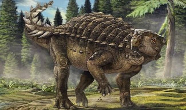 Minmi (dinosaur) Kunbarrasaurus The Dinosaur Formerly Known As Minmi Asian