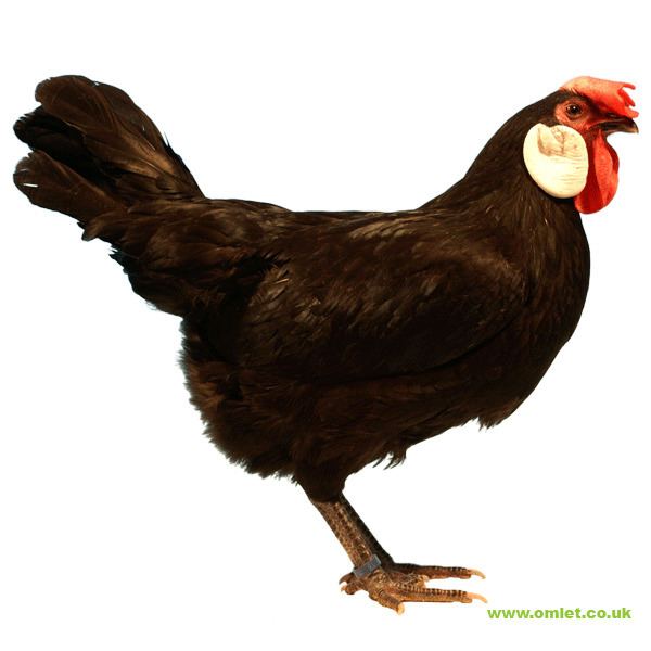 Minorca chicken Minorca For Sale Chickens Breed Information Omlet