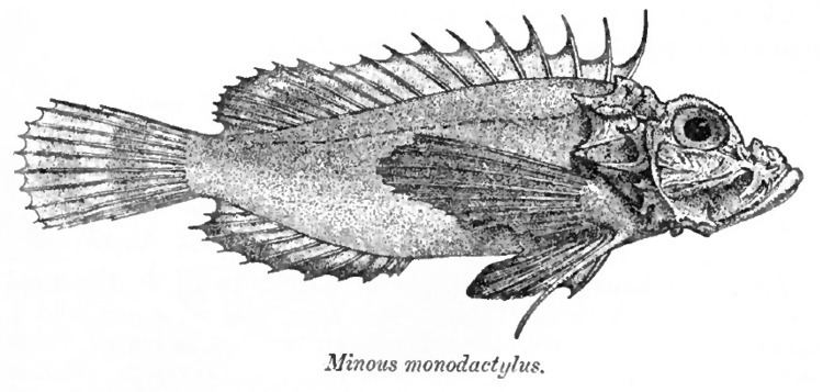 Minous monodactylus httpsuploadwikimediaorgwikipediacommons11