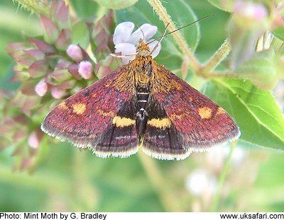 Mint moth Mint Moths Pyrausta aurata UK Safari