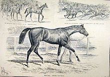 Minting (horse) httpsuploadwikimediaorgwikipediacommonsthu