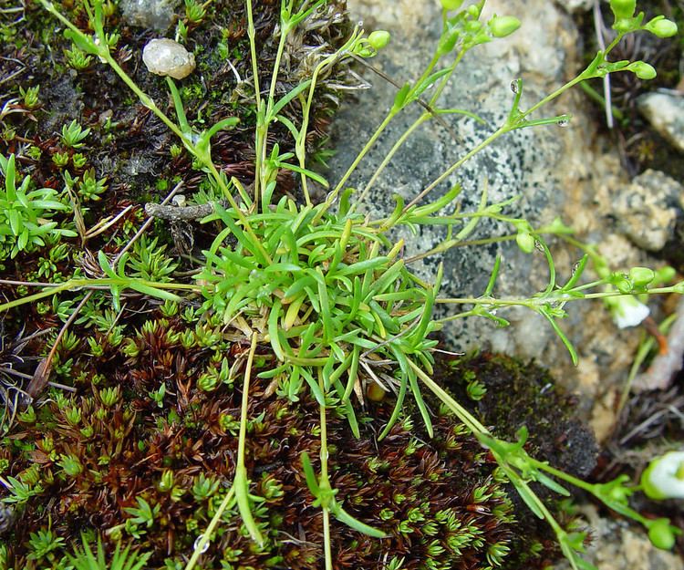 Minuartia groenlandica Minuartia groenlandica Greenland stitchwort mountain sandplant