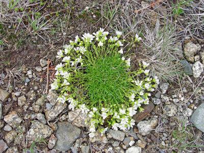 Minuartia groenlandica Maine Natural Areas Program Rare Plant Fact Sheet for Minuartia