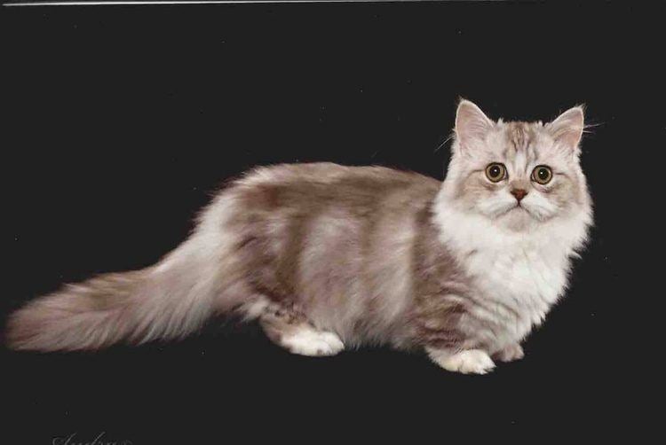 Minuet cat Information on the Napoleon Cat and Minuet Cat wwwtinypurrcom