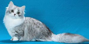 Minuet cat MINUET CAT BREED Napoleon Cat Information and History