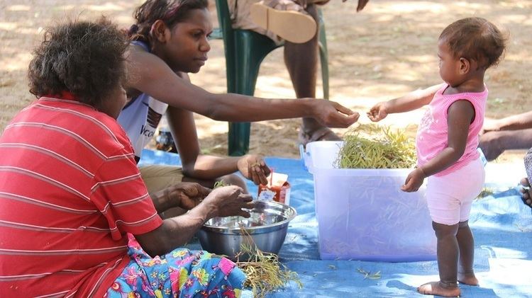 Minyerri, Northern Territory Traditional bush medicine finds new life as Gulbarn tea ABC News