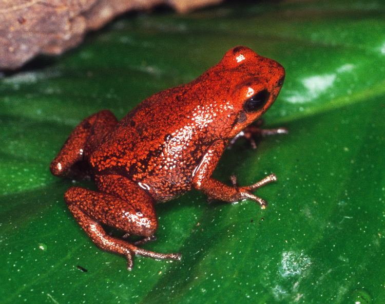 Minyobates steyermarki Demonic Poison Dart Frog Minyobates steyermarki World Of Frogs