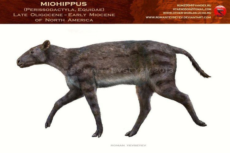 Miohippus Miohippus by RomanYevseyev on DeviantArt