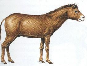 Miohippus Horse Information Pony Haven