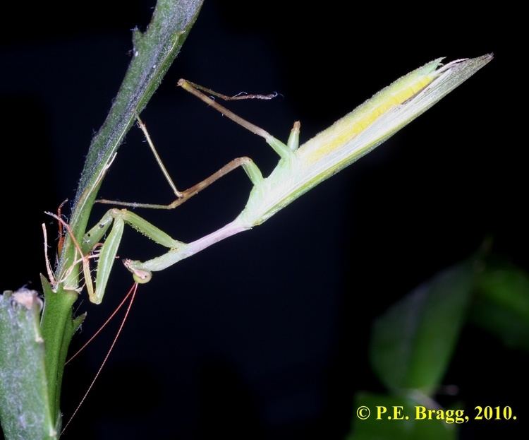 Miomantis caffra Species Mantis Study Group