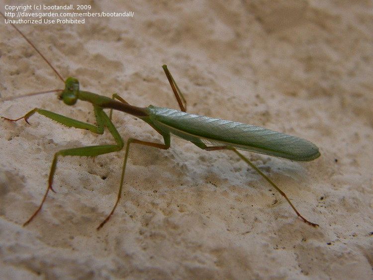 Miomantis caffra Bug Pictures South African praying mantis Miomantis caffra by