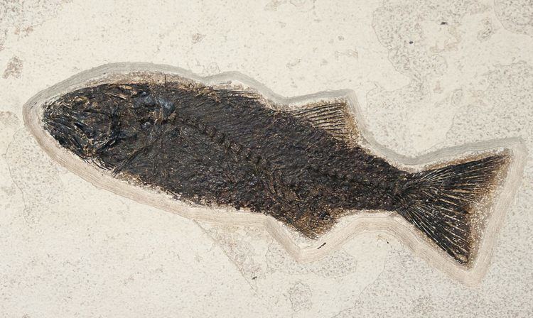 Mioplosus Uncommon 10 12quot Mioplosus Fossil Fish Wyoming For Sale 15131