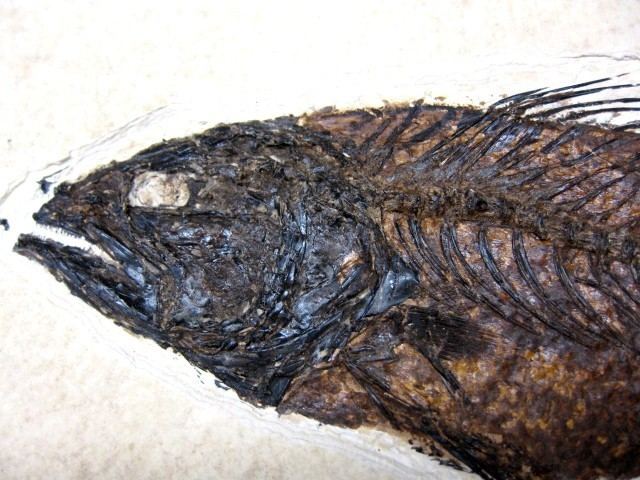 Mioplosus Mioplosus Green River Fish 1 Indiana9 Fossils