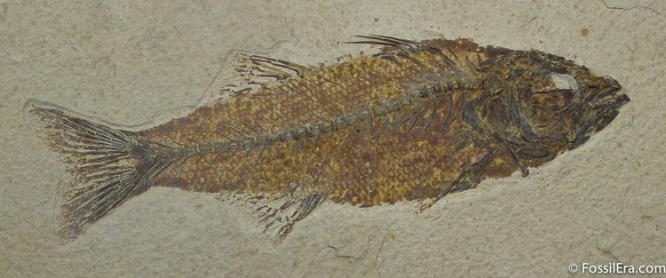 Mioplosus Beautiful 775 Inch Mioplosus Fish Fossil For Sale 1170