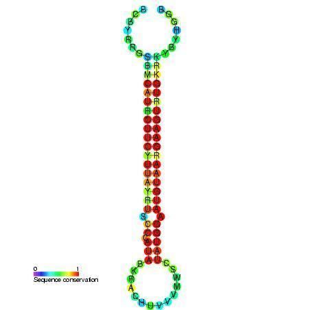 Mir-1 microRNA precursor family
